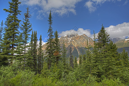 洛基山和博地森林加拿大贾斯珀国家公园绿色针叶林风景山脉天空荒野白色蓝色针叶公园图片
