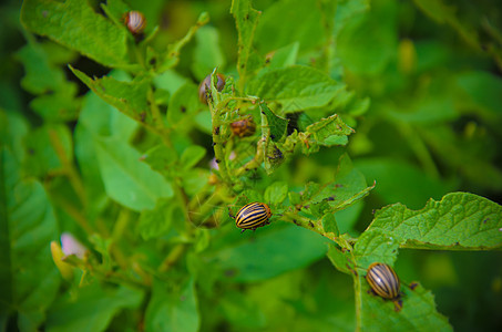 红色甲虫的幼虫喂养园艺宏观害虫季节团体农场漏洞场地种植园树叶图片