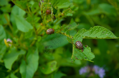 红色甲虫的幼虫喂养团体野生动物蛴螬树叶食物昆虫蔬菜园艺种植园生物学图片