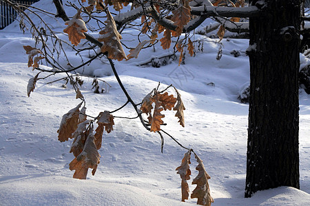 橡树枝 黄橙叶覆盖雪数量蓝色框架叶子公园领导枝条橡木花园植物图片