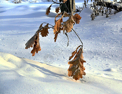 橡树树枝和最后的橙叶覆盖了雪雪之后的雪图片