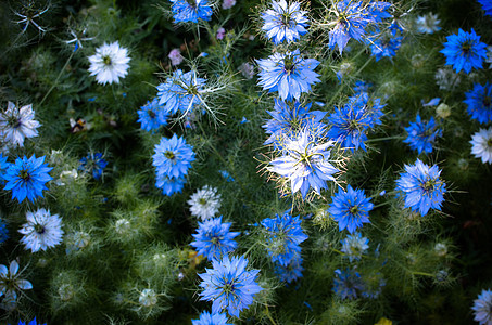自然蓝白鲜花花园花瓣叶子治疗蓝色草本植物荒野药品植物群宏观图片