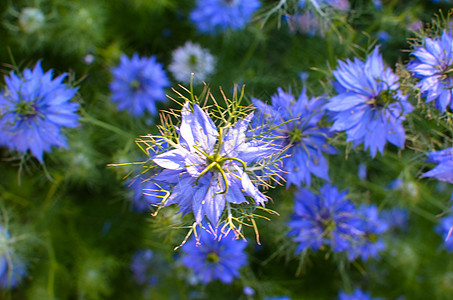 自然蓝白鲜花植物群花瓣药品花园蓝色荒野植物学治疗叶子薄雾图片