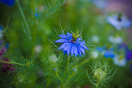 自然蓝白鲜花治疗花瓣植物群薄雾荒野花园蓝色植物香料药品图片