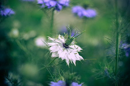 自然蓝白鲜花植物学治疗花瓣叶子花园香料药品荒野蓝色草本植物图片