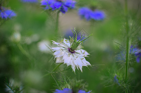 自然蓝白鲜花蓝色植物群植物学香料宏观花园植物药品草本植物花瓣图片