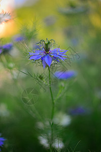 自然蓝白鲜花花园香料植物学叶子宏观蓝色草本植物植物药品治疗图片