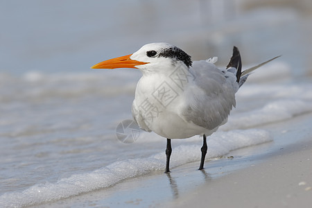 佛罗里达州墨西哥湾海滩上的皇家Tern图片