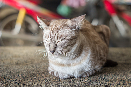 猫咪在休息 几乎睡着了猫科哺乳动物小猫毛皮虎斑动物白色灰色桌子说谎图片