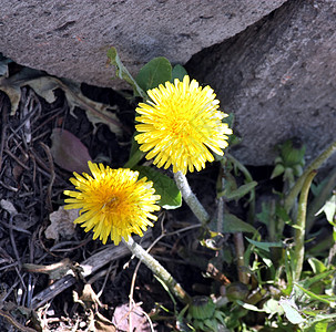 春天的黄色花朵Dandelion 重点选一树叶幸福地球花粉天空喜悦生长植物花瓣季节图片