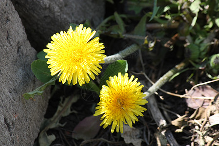 春天的黄色花朵Dandelion 重点选一花瓣生长树叶幸福场地商业播种天空森林喜悦图片
