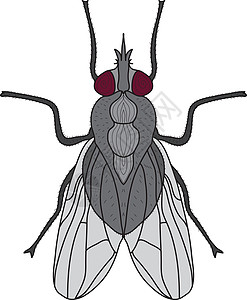 飞虫 孤立在白色背景上的飞 它制作图案矢量图片