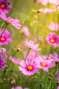 粉红色的花朵宇宙在晨光中美丽地绽放庆典紫色环境晴天阳光活力草地植物场地植物群图片