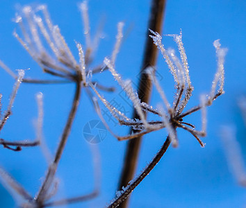 植物冬芽的自然性质 被小雪花所覆盖了雪花天气世界时间天空土地种子蓝色白色背景图片