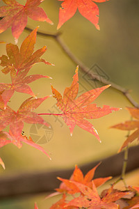 日本秋树叶的宏背景 A橙子公园天空花园森林活力环境晴天旅行季节背景图片