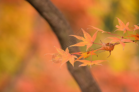 日本秋树叶的宏背景 A植物旅行晴天季节森林橙子环境公园天空花园背景图片