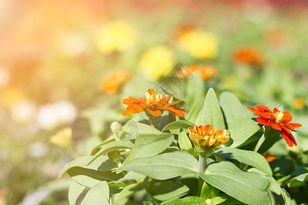 墨西哥向日葵花瓣花园恶魔橙子图片