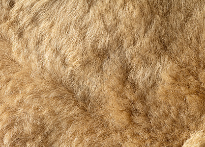 天然符的质地羊毛宏观皮肤家畜材料羊皮织物头发动物柔软度图片