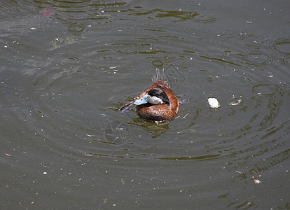 鸭子游泳荒野栖息地水禽硬尾打猎蓝色鸟类学观鸟湿地大道图片