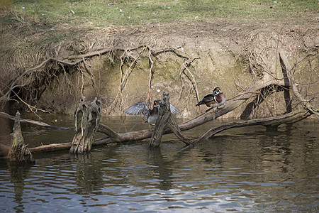 木鸭Aix sponsa野生动物鸟类学荒野账单大道鸟类动物群观鸟动物池塘图片
