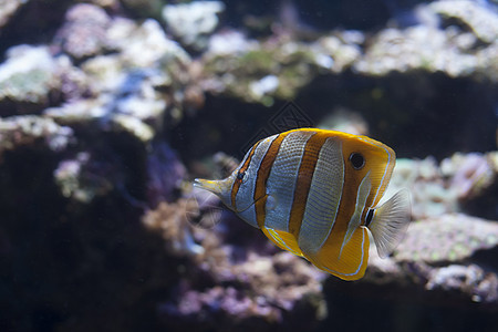 蝴蝶鱼珊瑚异国野生动物旅行热带情调鼻子生活游泳条纹图片