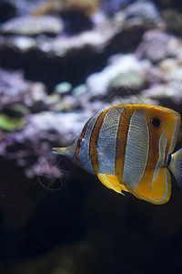 长水蝴蝶鱼野生动物旅行海洋游泳条纹生活异国热带橙子水族馆背景