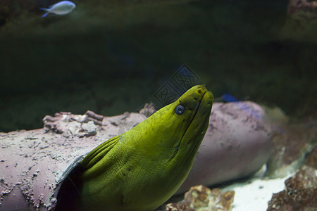 绿色莫雷绿鳗鱼假期海洋荒野热带潜水龟科生物野生动物海鳗图片