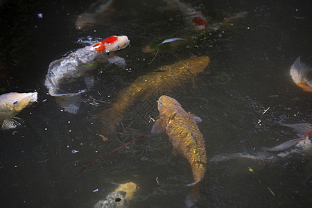 科伊淡水爱好锦鲤池塘财富反射游泳野生动物公园文化图片