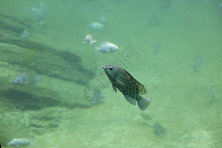鱼多样性生物眼睛淡水动物游泳者荒野海洋生物科学海景图片