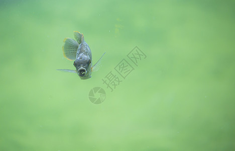 鱼尾巴淡水情调水族馆栖息地荒野旅行动物生物眼睛图片