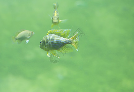 鱼海景动物群野生动物生物生活异国栖息地游泳者眼睛热带图片