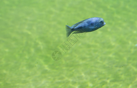 鱼热带眼睛野生动物生态海景荒野栖息地游泳者科学淡水图片