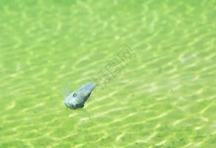 鱼水族馆动物群生活热带尾巴生物游泳者栖息地淡水海洋生物图片