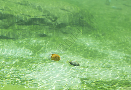 鱼水族馆热带淡水情调荒野海洋生物动物异国野生动物栖息地图片