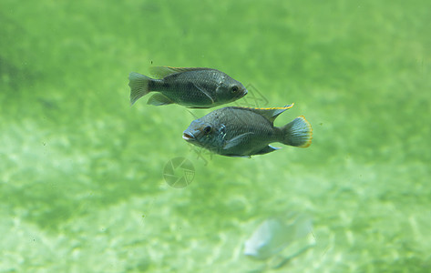 鱼荒野生活多样性海景野生动物游泳者生物生态热带科学图片