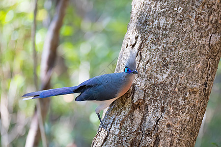马达加斯加鸟栖息多样性生物天堂公园摄影树叶野生动物鸡冠花国家图片