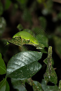 Perinet 变色素 马达加斯加蜥蜴威胁生活平衡动物异国尾巴荒野植物宠物图片