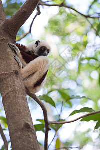 Cokreel的sifaka 马达加斯加古猿哺乳动物蝠鲼森林灵长类眼睛野生动物濒危动物群荒野图片