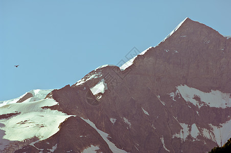 伯尔尼奥伯兰 阿尔卑斯山的瑞士山脉森林高山滑雪蓝色旅行天空悬崖岩石风景冰川图片