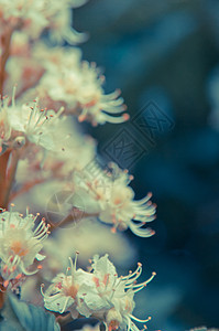 花朵树 椰子树 花栗子公园花瓣植物学植物生长胸部叶子板栗白色图片