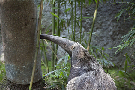 巨型Anteater毛皮喇叭爪子野生动物食虫荒野生物树懒异国鼻子图片