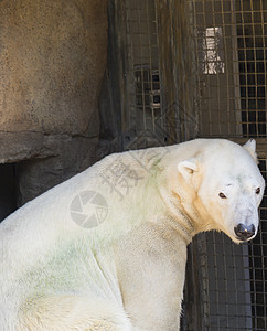 北极熊俘虏荒野动物威胁多样性气候力量哺乳动物公园科学图片