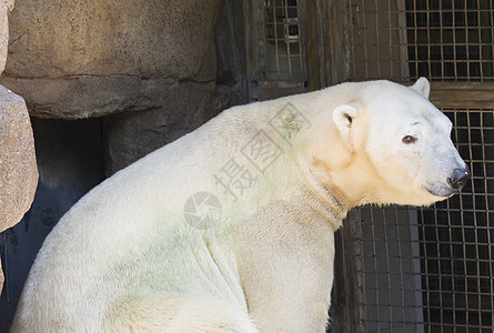 北极熊公园灭绝海事捕食者科学爪子动物旅行濒危多样性图片