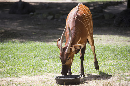 邦戈偶数外套食草牛科热带野生动物动物鹿角哺乳动物牛角图片