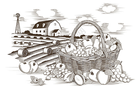 水果篮子和农场绘画农业木头插图手工业李子产品食物标签浆果图片