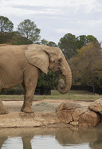 非洲撒哈拉大象组织旅游假期生态旅游力量草原哺乳动物旅行野生动物威胁生存图片