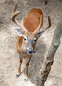 白尾鹿巴克奥德科修尔斯处女座鹿角架子警报野生动物农村抓挠白尾男性动物森林图片