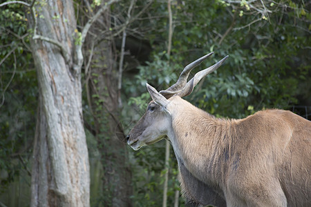 Eland 英属星座野生动物哺乳动物动物头发游戏板栗旅游荒野大草原旅行图片