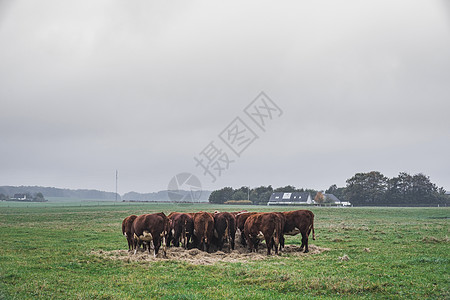 赫里福德奶牛举行会议牛肉小牛牛奶家畜沙丘国家哺乳动物天空季节牧场图片