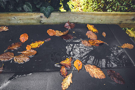 雨后水坑里的秋叶植物学落叶反射情绪天气下雨叶子森林季节环境图片